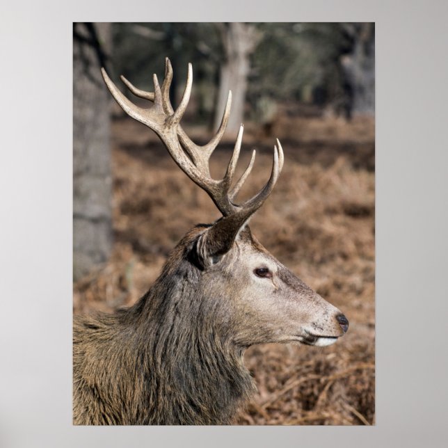 The King's Deer of Richmond Park, London, UK Poster (Front)
