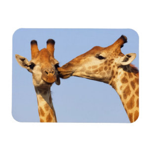The Kiss Magnet