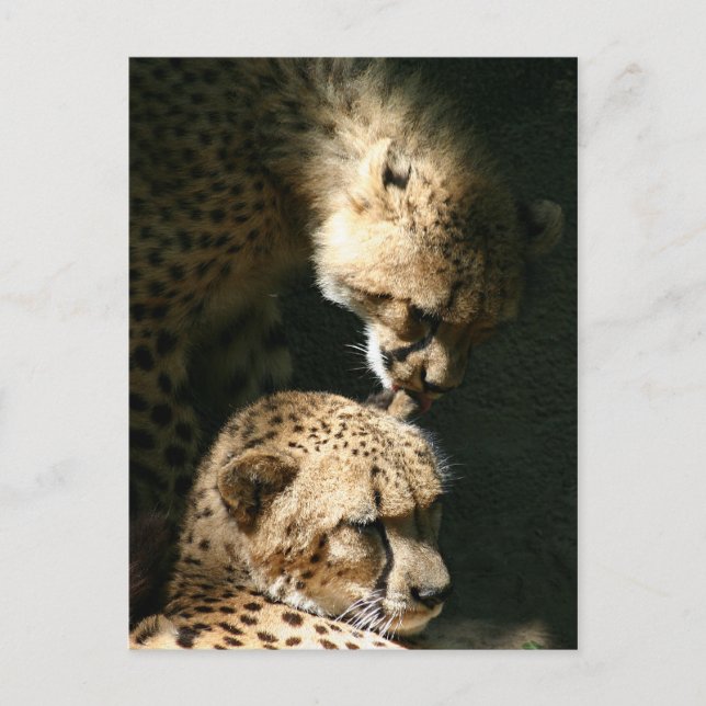 The Kiss Postcard (Front)