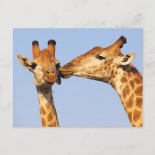 The Kiss Postcard