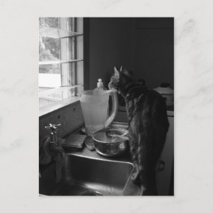 The Kitchen Sink Postcards