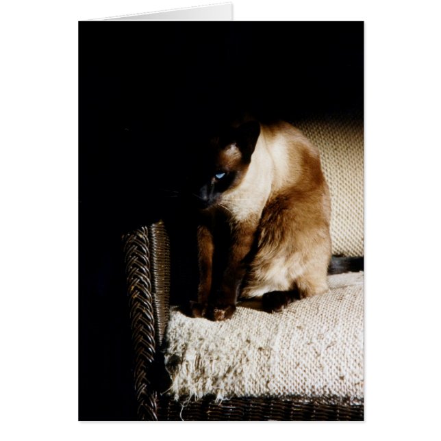 The Kitten (Front)