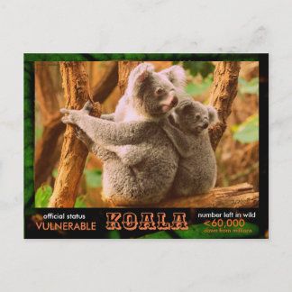 THE KOALA (Bear) is endangered, read this:  - Postcard