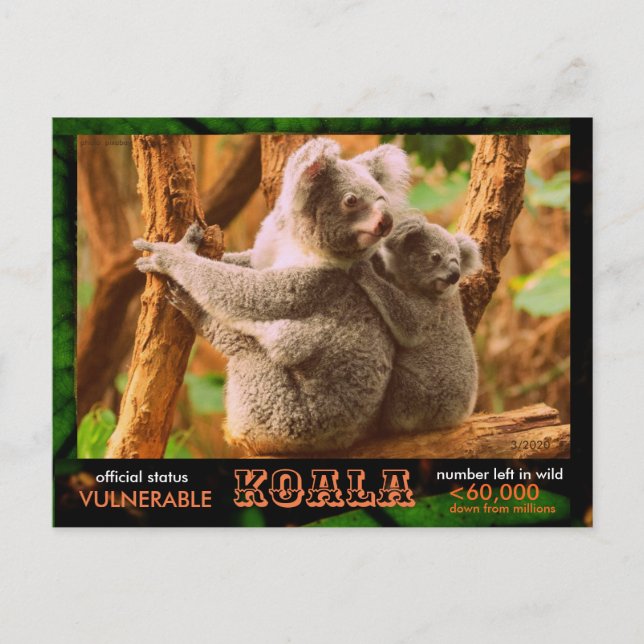 THE KOALA (Bear) is endangered, read this:  - Postcard (Front)