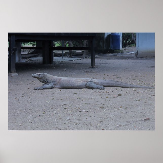 The Komodo Dragon Poster (Front)