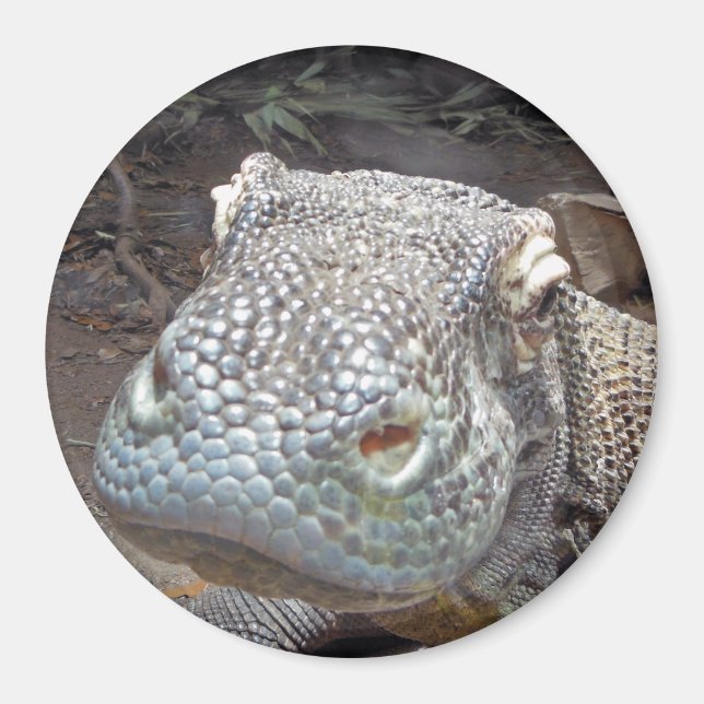 The Komodo Look Magnet (Front)