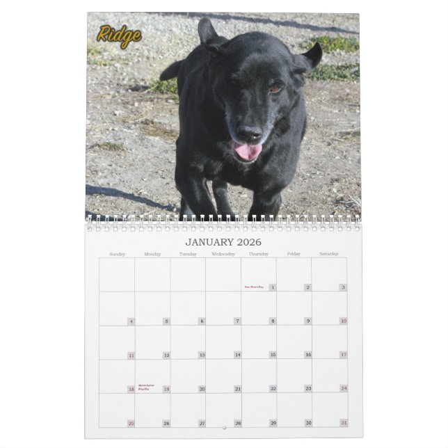 The Labradors of Four Paws Kennel Calendar (Jan 2026)