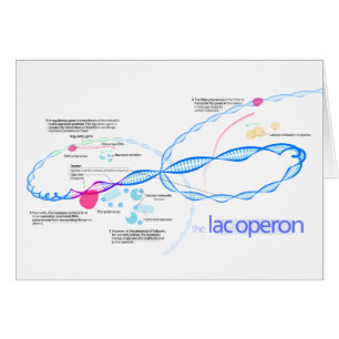 The Lac Operon Diagram