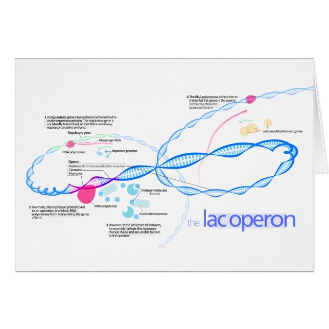 The Lac Operon Diagram (Front Horizontal)
