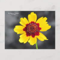 the language of flowers : Coreopsis