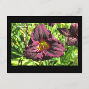 The language of flowers  Dark Day lily postcard