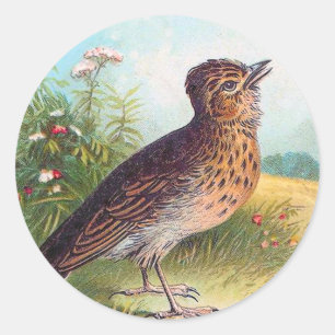 "The Lark" Vintage Illustration Classic Round Sticker