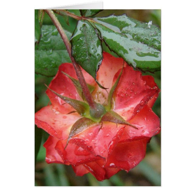 The Last Rose (Front)