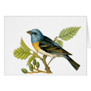 The Lazuli Bunting Bird Thank You Card