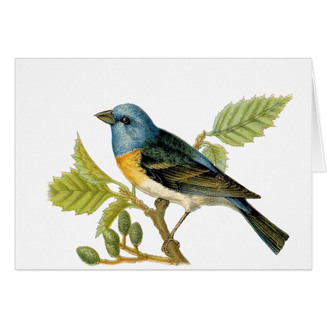 The Lazuli Bunting Bird Thank You Card (Front Horizontal)