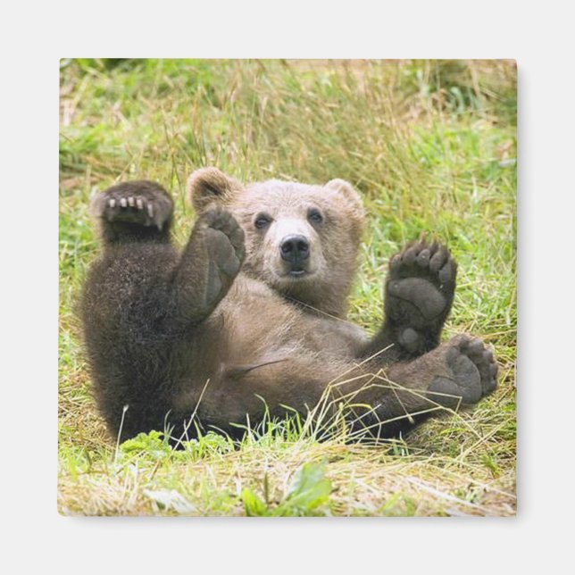 The Lazy Brown Bear Magnet (Front)