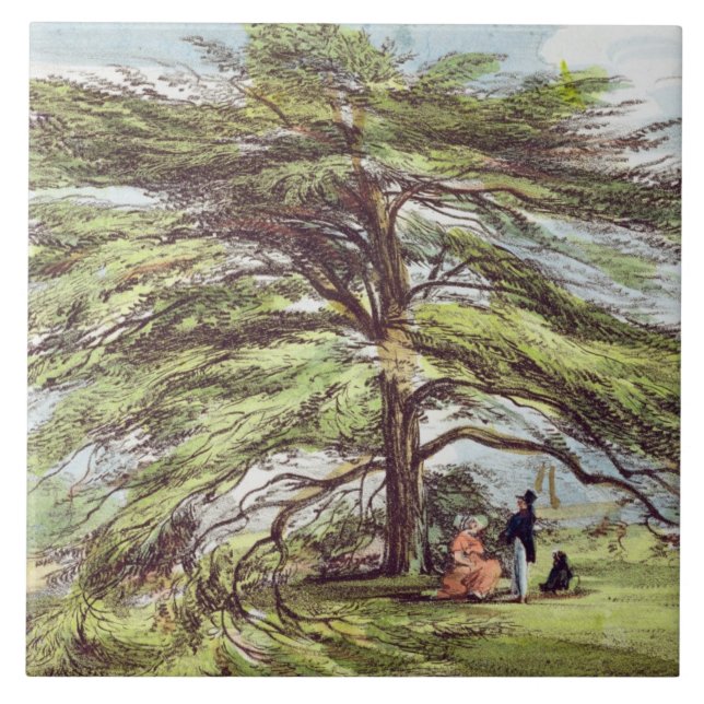 The Lebanon Cedar Tree in the Arboretum, Kew Garde Tile (Front)