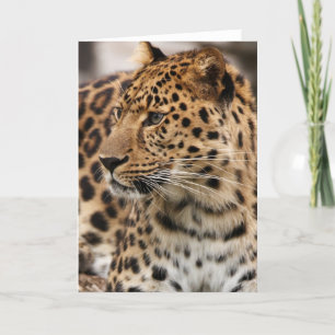 The Leopard Card