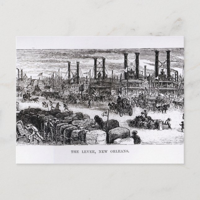 The Levee, New Orleans Postcard (Front)