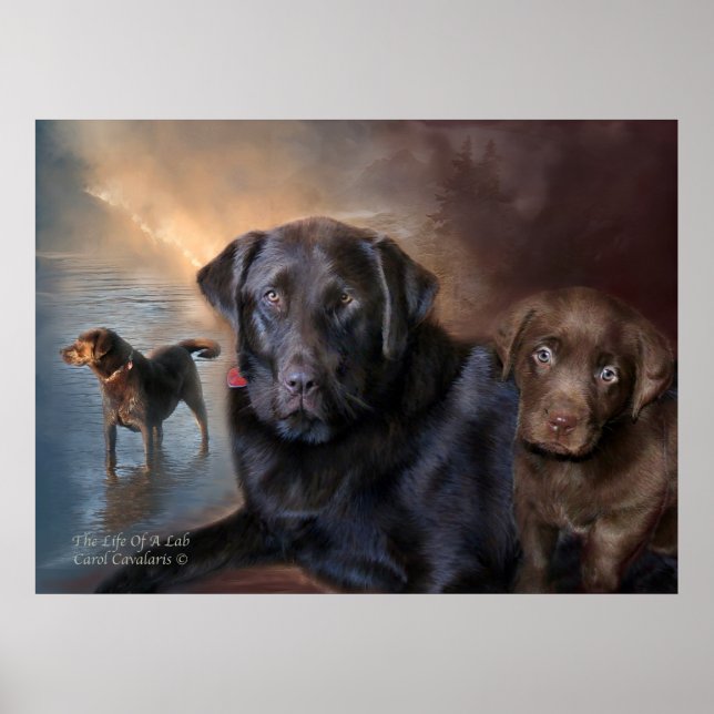 The Life Of A Lab Art Poster/Print Poster (Front)