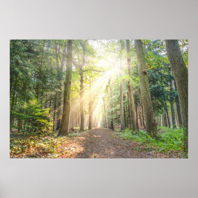 The light from above in the forest poster (Front)