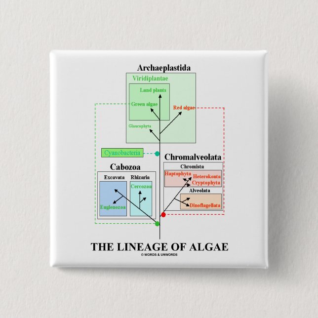 The Lineage Of Algae 2 Inch Square Button (Front)