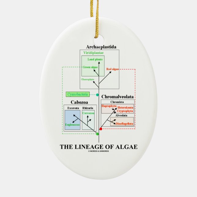 The Lineage Of Algae Evolutionary Biology Ceramic Ornament (Back)