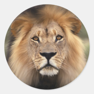 The Lion Classic Round Sticker