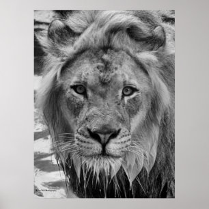 The Lion's Stare Poster