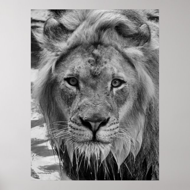 The Lion's Stare Poster (Front)