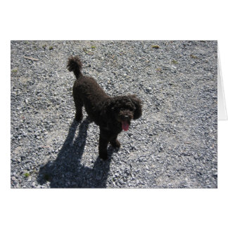 The Little Black Poodle