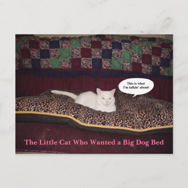 The Little Cat Who Wanted a Big Dog Bed Postcard (Front)