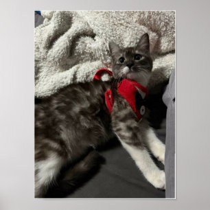 The Little Gentleman's First Gala Poster