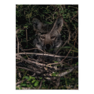 The Little One's Mom Guemes Island Photo Print