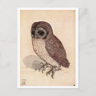 ‘The Little Owl’ by Albrecht Dürer Postcard