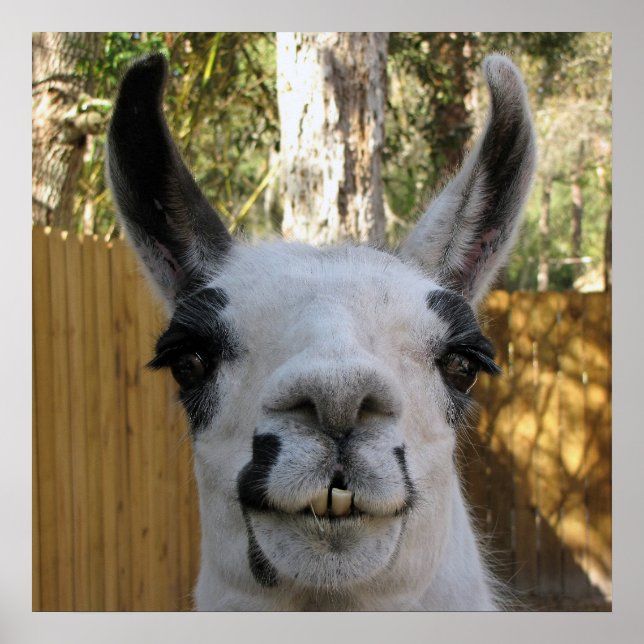 The Llama Poster (Front)