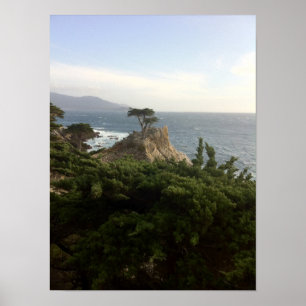 The Lone Cypress of Monterey Poster