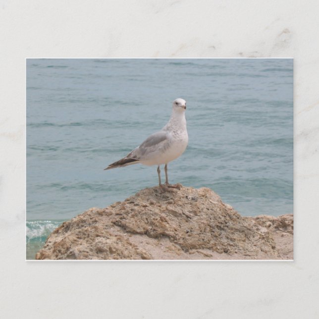 The Lone Seagull (2134) Postcard (Front)