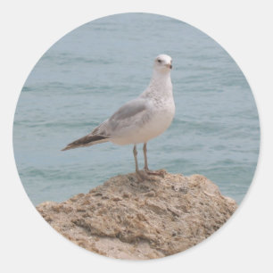 The Lone Seagull (2134) Round Sticker