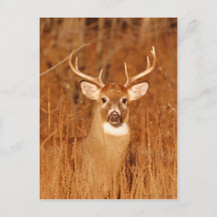 The Long Neck of Old Mule Deer Buck Postcard