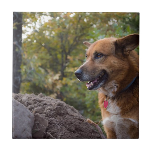 The Look of Loyalty Tile (Front)