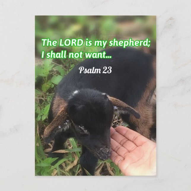 The Lord Is My Shepherd Bible Verse Picture Postcard (Front)