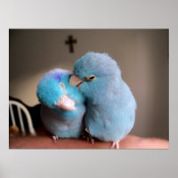 The Love we Share Pacific Blue Parrotlets Poster