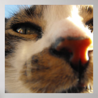 the lovliest cat in the world poster