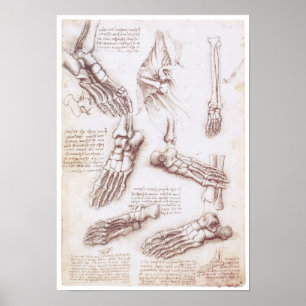 The Lower Extremity, Leonardo da Vinci Poster