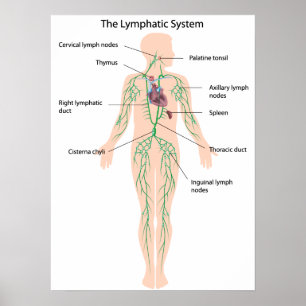 The lymphatic system labeled Poster