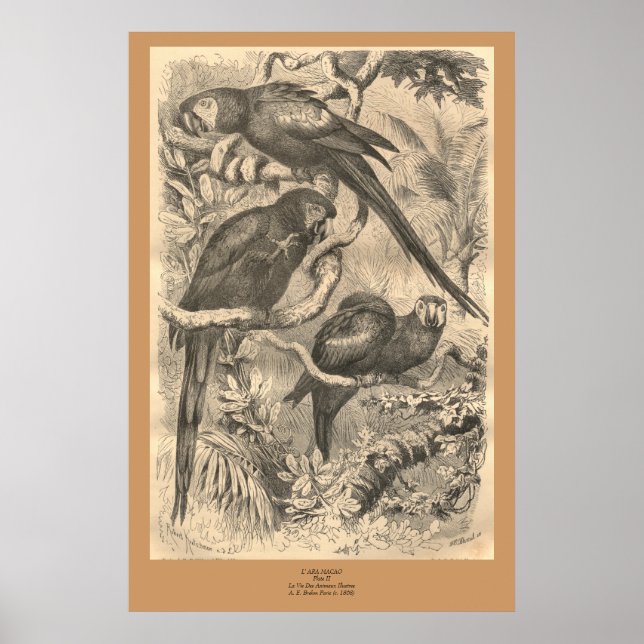 The Macaw Poster (Front)
