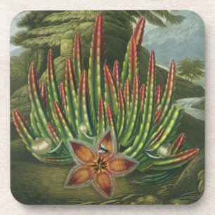 The Maggot-Bearing Stapelia, engraved by Stadler, Coaster