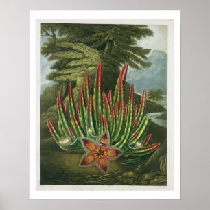The Maggot-Bearing Stapelia, engraved by Stadler, Poster