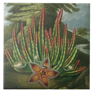 The Maggot-Bearing Stapelia, engraved by Stadler, Tile